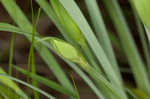 Waterfall's sedge